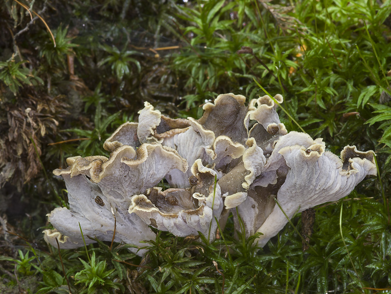 Pseudocraterellus sinuosus